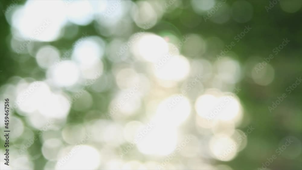 Video Defocus Boke and glare of sunlight in the forest Video Defocus Boke and glare of sunlight in the forest