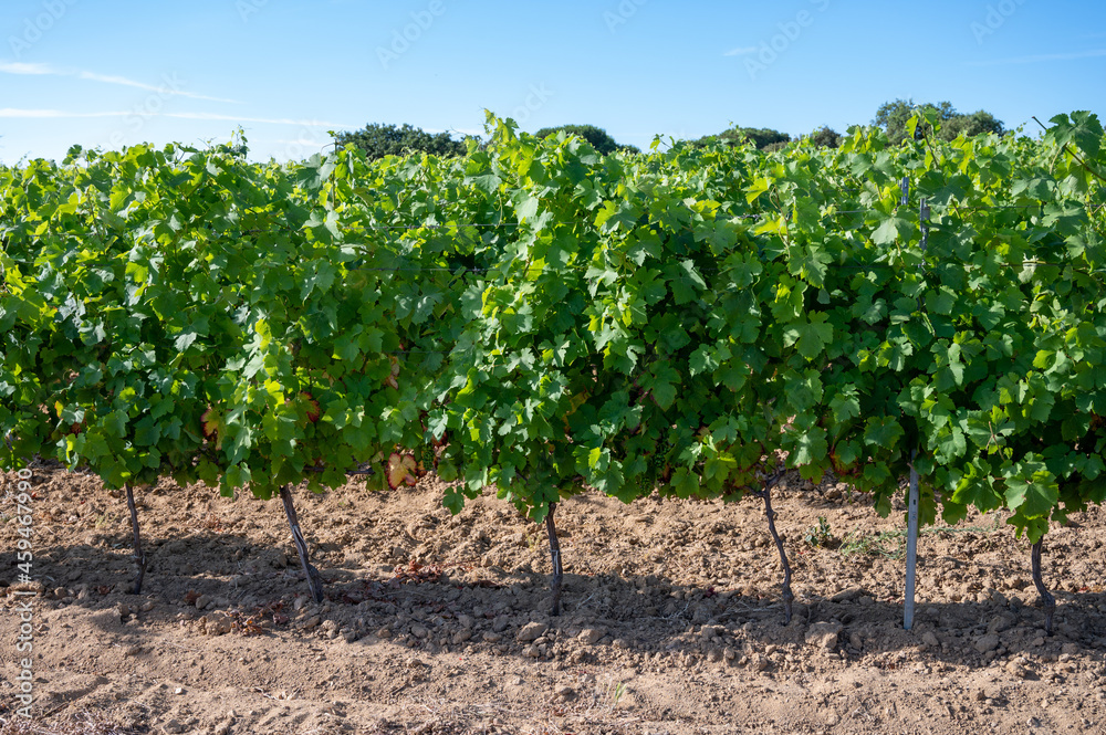 Winemaking in  department Var in  Provence-Alpes-Cote d'Azur region of Southeastern France, vineyards in July with young green grapes near Saint-Tropez, cotes de Provence wine.