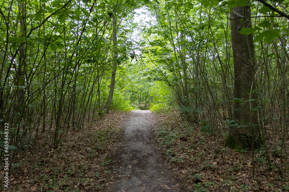 Fototapeta premium Nederlands bos, Dutch forrest, green, lane, 