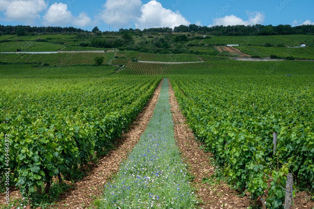 Green grand cru and premier cru vineyards with rows of pinot noir grapes plants in Cote de nuits, making of famous red Burgundy wine in Burgundy region of eastern France.