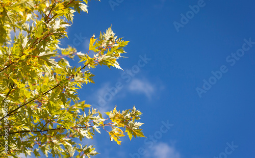 Fragment green foliage against a clear sky