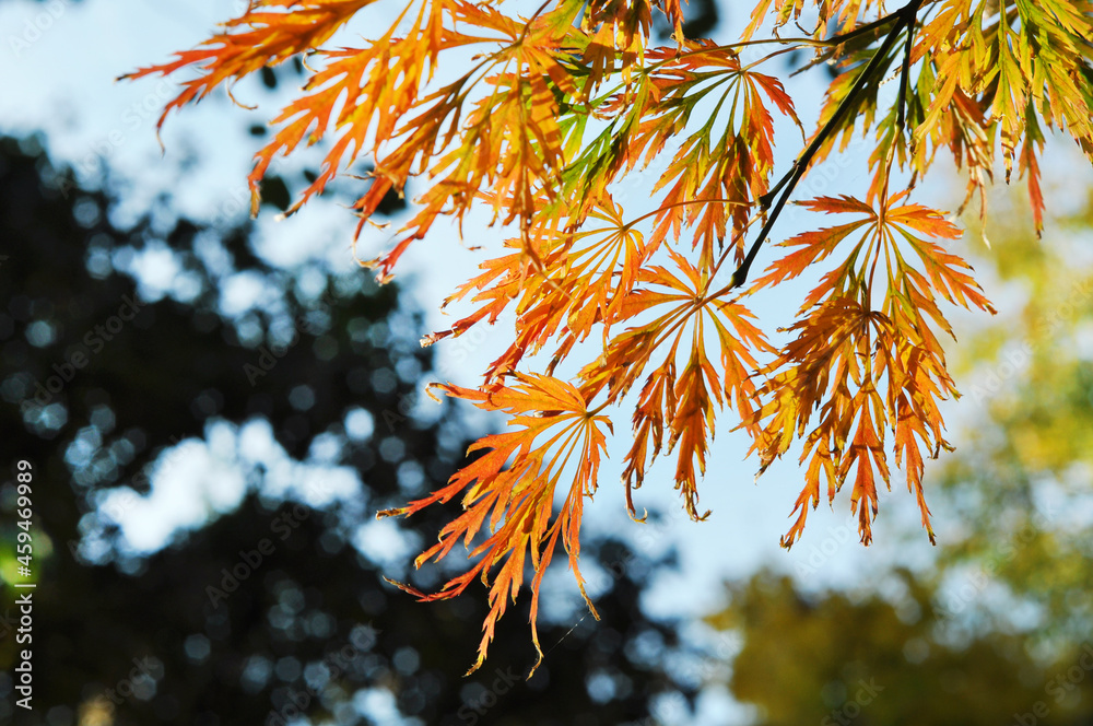 Beautiful openwork maple leaves in the autumn park. Golden autumn. Beautiful openwork maple leaves in the autumn park. Golden autumn.