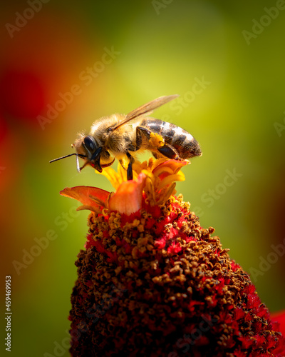 Pollinating bee landed on red flower