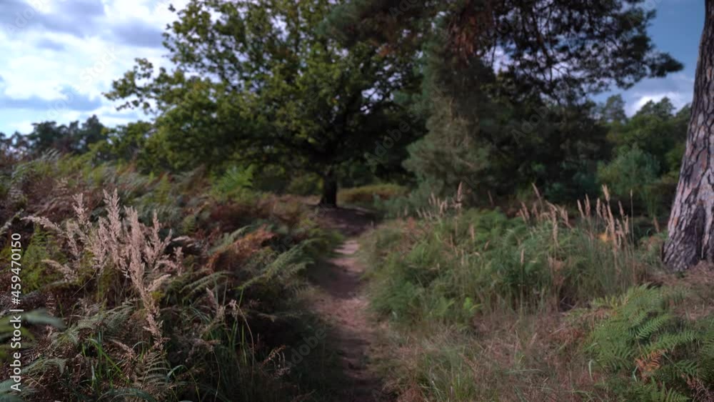 Heide - Landschaft mit Baum und lila und rosa Blüten und Farn Heide - Landschaft mit Baum und lila und rosa Blüten und Farn