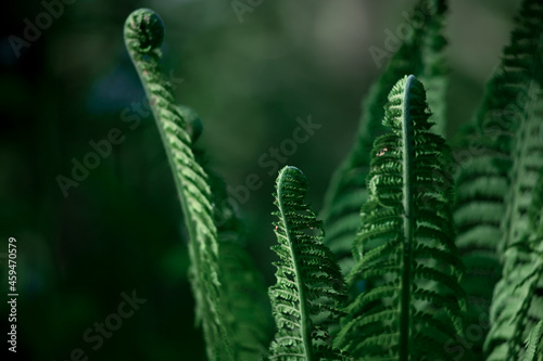 Beautiful ferns leaves green foliage.