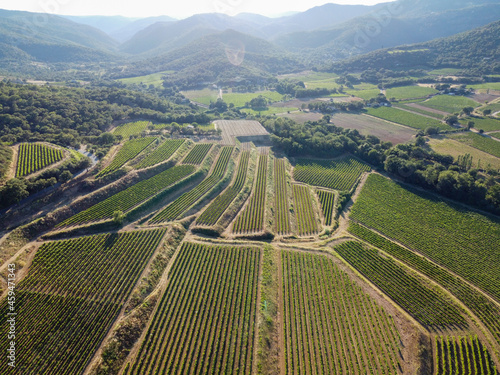 Wine making in department Var in Provence-Alpes-Cote d'Azur region of Southeastern France, vineyards in July with young green grapes near Saint-Tropez, cotes de Provence wine, aerial view