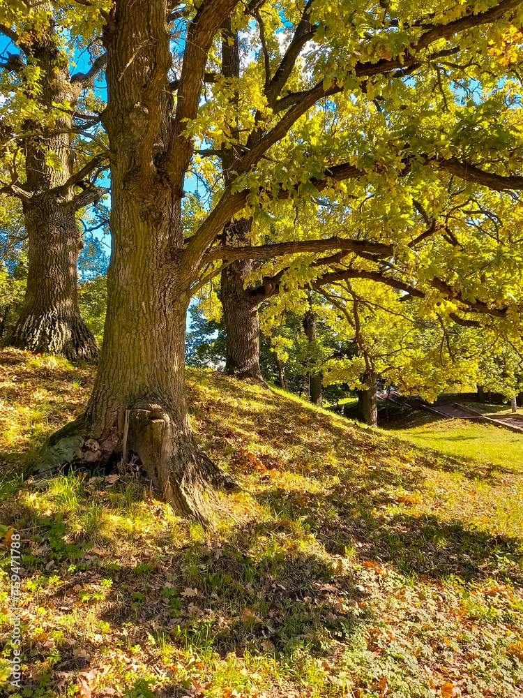large oak tree stands in the park large oak tree stands in the park