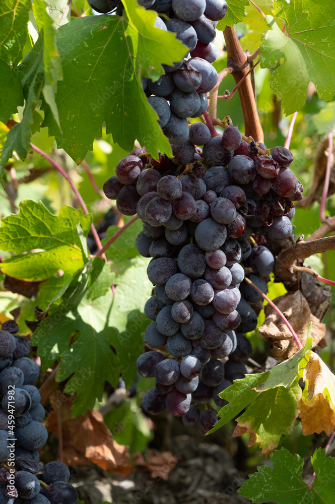 Wine industry on Cyprus island, bunches of ripe black grapes hanging on Cypriot vineyards located on south slopes of Troodos mountain range.