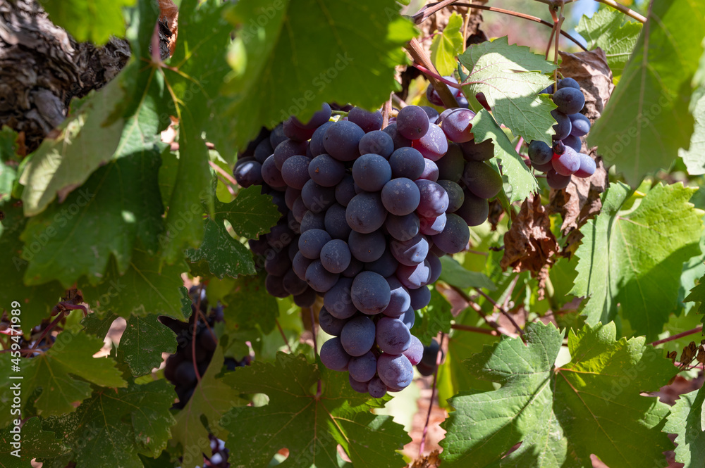 Wine industry on Cyprus island, bunches of ripe black grapes hanging on Cypriot vineyards located on south slopes of Troodos mountain range.