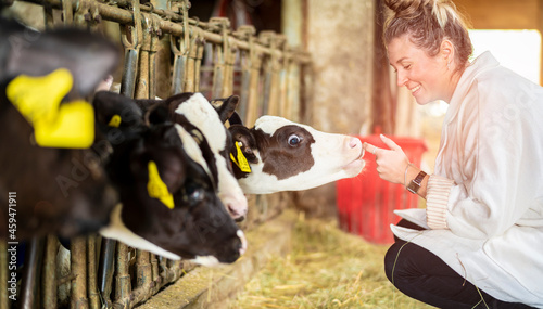 junge Frau besucht die jungen Rinder im Stall photo