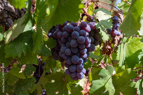 Wallpaper Mural Wine industry on Cyprus island, bunches of ripe black grapes hanging on Cypriot vineyards located on south slopes of Troodos mountain range. Torontodigital.ca