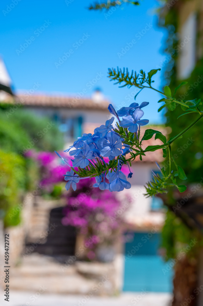 Colorful blossom of summer flowers in ancient french village Grimaud, touristic destination, Var, Provence, France Colorful blossom of summer flowers in ancient french village Grimaud, touristic destination, Var, Provence, France