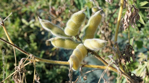 Samen, Bohnen der Süßlupine im September, Bohnen für Kaffee, Lupinenkaffee - sweet lupine seeds, coffee beans