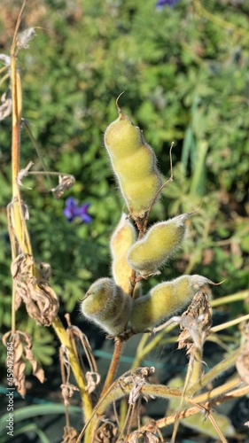 Samen, Bohnen der Süßlupine im September, Bohnen für Kaffee, Lupinenkaffee - sweet lupine seeds, coffee beans photo