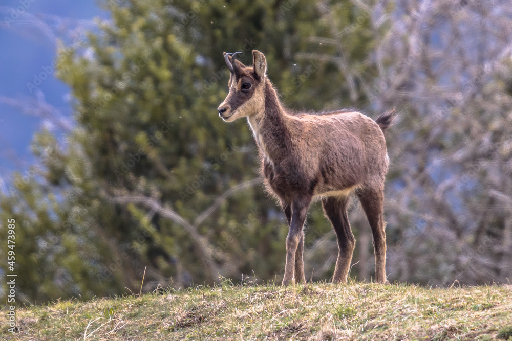 Chamois looking at camera