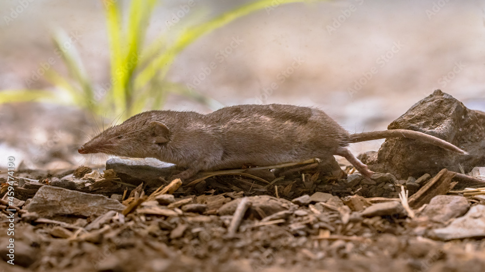 Lesser white toothed shrew in natural habitat Lesser white toothed shrew in natural habitat