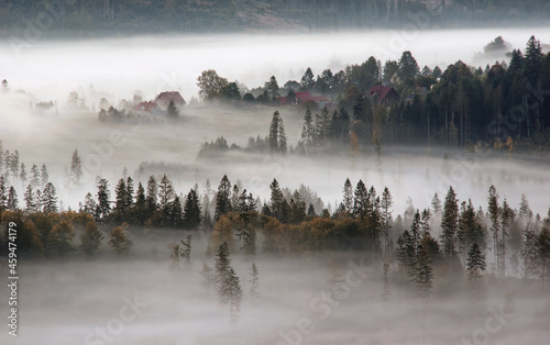Drzewa we mgle, mglisty krajobraz © Iwona