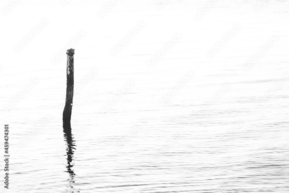 Fototapeta premium The stick