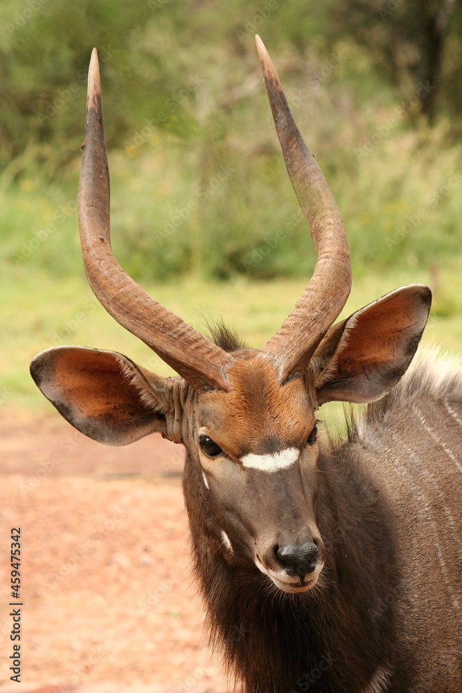 Close up profile portrait of a adult male nyala antelope, South Africa Close up profile portrait of a adult male nyala antelope, South Africa