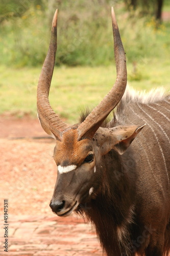 Close up profile portrait of a adult male nyala antelope  South Africa