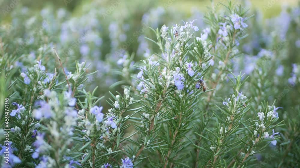 Rosemary salvia herb in garden, California USA. Springtime meadow romantic atmosphere, morning wind, delicate pure greenery of aromatic sage. Spring fresh garden or lea in soft focus. Flowers blossom.