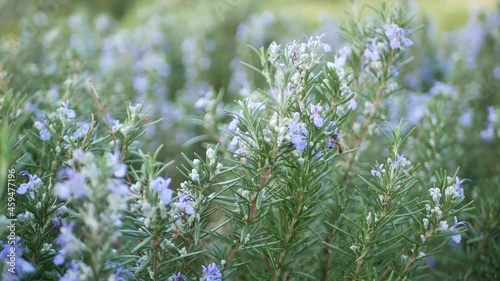 Rosemary salvia herb in garden, California USA. Springtime meadow romantic atmosphere, morning wind, delicate pure greenery of aromatic sage. Spring fresh garden or lea in soft focus. Flowers blossom.