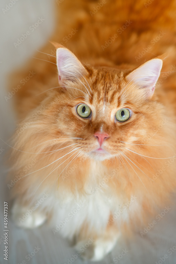 Portrait of a ginger Maine Coon cat lying on the floor and looking upwards