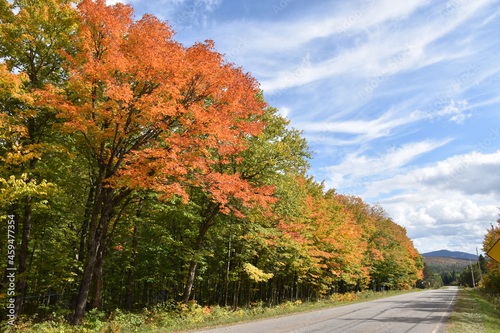 Naklejka premium A maple stand in autumn, Sainte-Apolline, Québec, Canada