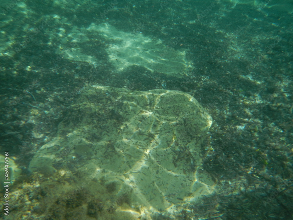 Die Unterwasserwelt bei Özdere, Türkei