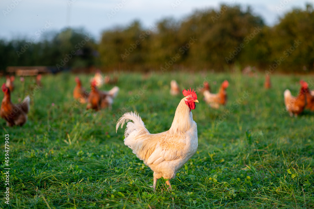Fototapeta premium Huhn, Hahn oder Henne auf einer grünen Wiese. Selektive Schärfe. Im Hintergrund mehrere Hühner unscharf