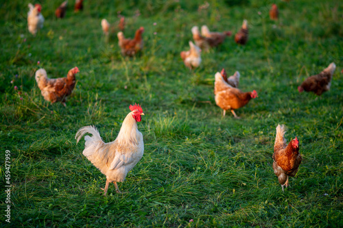 Huhn, Hahn oder Henne auf einer grünen Wiese. Selektive Schärfe. Im Hintergrund mehrere Hühner unscharf