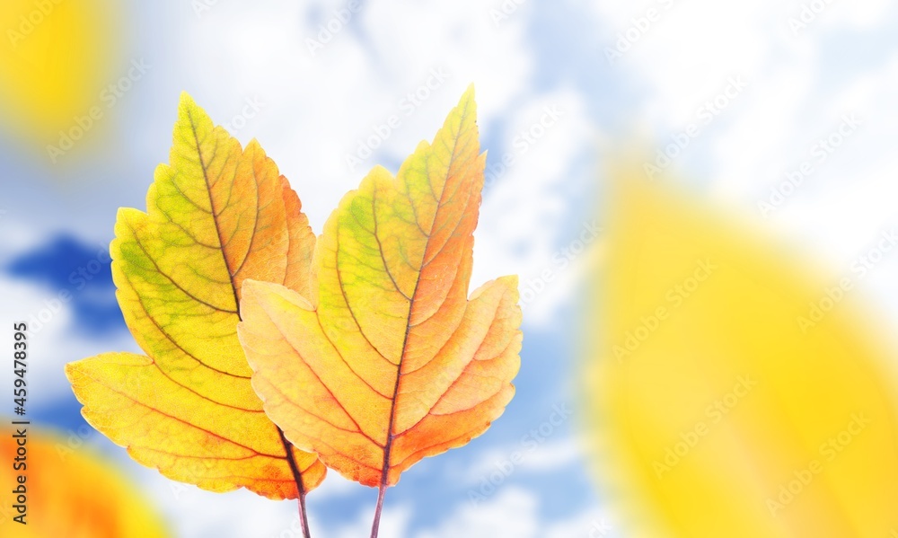 Obraz premium Blue sky and autumn landscape with bright colorful leaves.