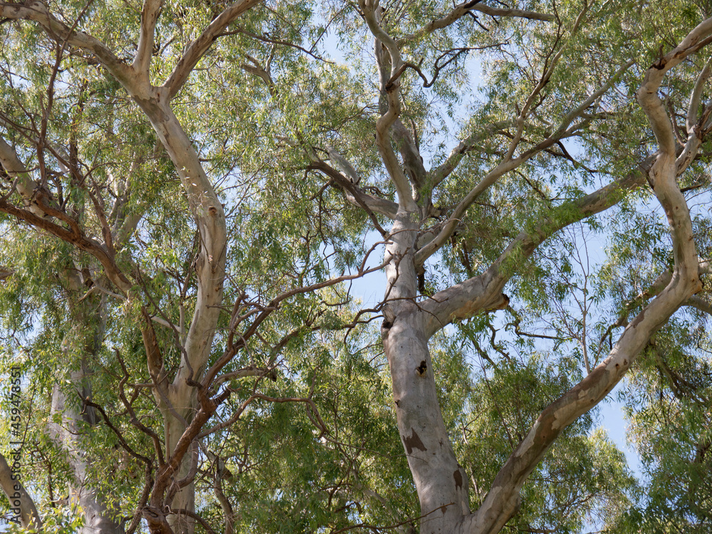 Obraz premium Giant Eucalyptus tree crown brunches with green leaves and naked stem without bark on clear blue sky side view