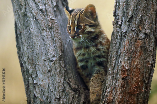 The leopard cat (Prionailurus bengalensis), in this case the northernmost living (Prionailurus bengalensis euptilurus), portrait of a small kitten on a tree. photo