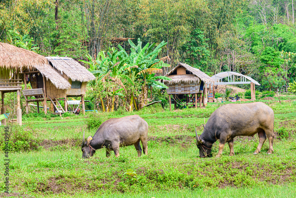 Thai buffalo raised for a living in the meadow Thai buffalo raised for a living in the meadow