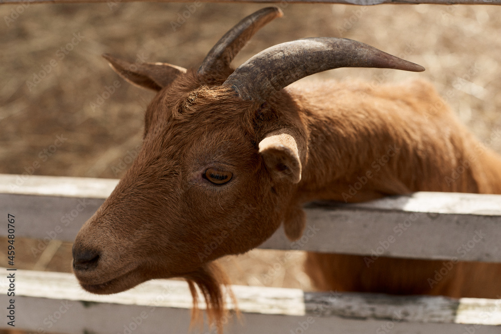 Fototapeta premium Goats on the farm behind wooden fence are waiting for food. Benefits of Goat Milk. Selective focus. Close up.
