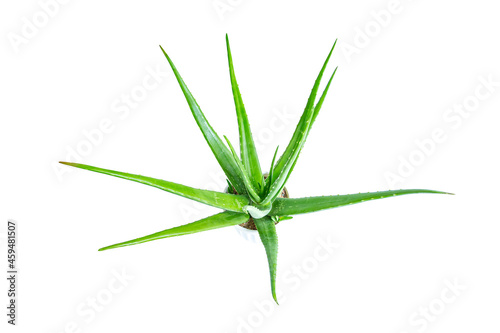 Aloe Vera plant isolated on white background