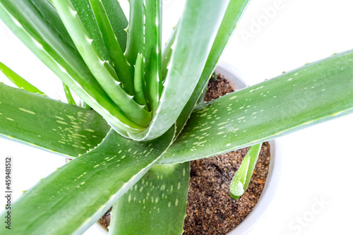 Aloe Vera plant isolated on white background
