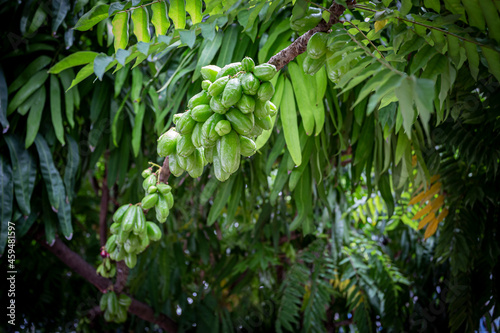 Averrhoa bilimbi (commonly known as bilimbi, cucumber tree, or tree sorrel)