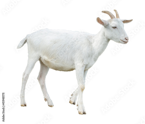 White little goat isolated. Goat on white background. photo