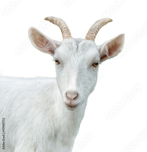 Fotografia Head of white goat isolated. Goat on white background.