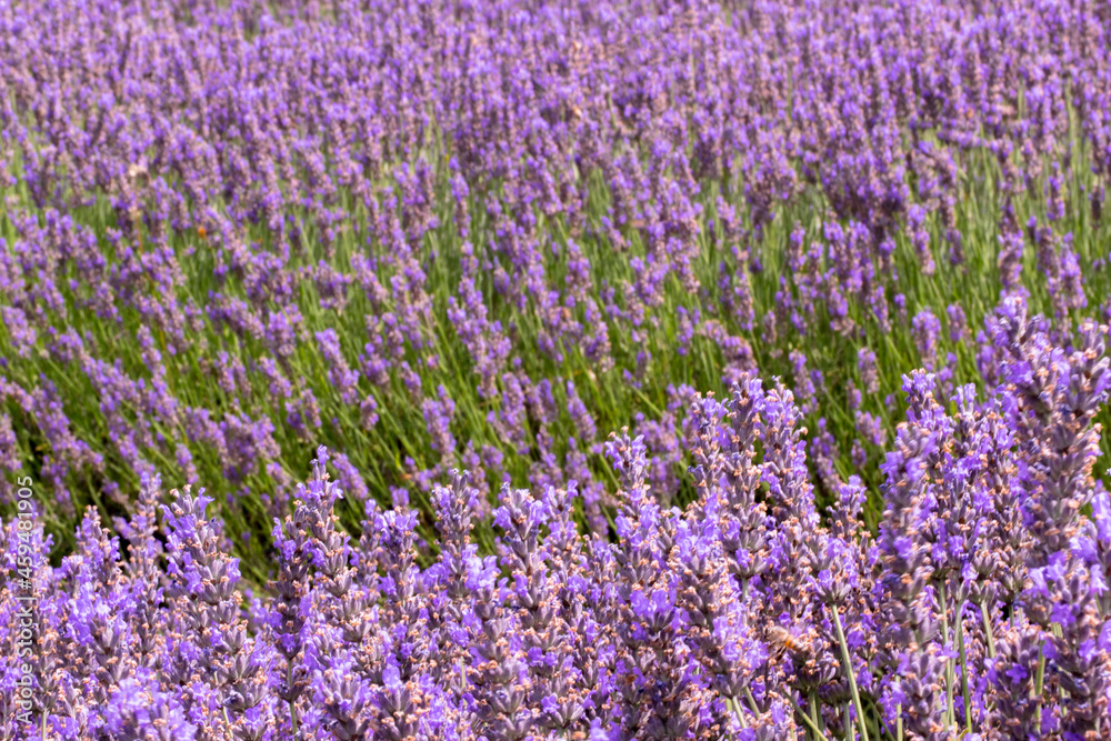 The lavender filed - landscape The lavender filed - landscape