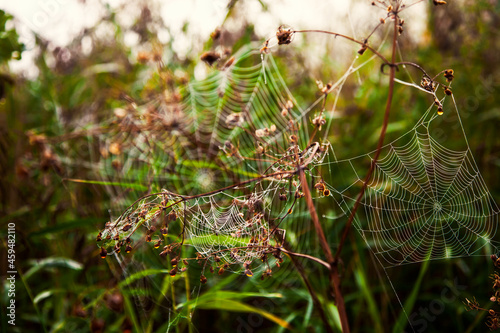 Cobweb with dew drops in moody nature. spider web with dew drops in the morning
