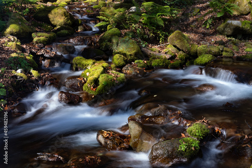 mountain river in the forest