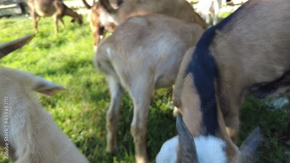 goats on the farm in a mountain village. mountain goats. farming in the mountains. goats in the mountains are natural products goats on the farm in a mountain village. mountain goats. farming in the mountains. goats in the mountains are natural products