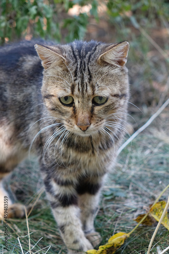 Wallpaper Mural Portrait of a sad wild cat  Torontodigital.ca