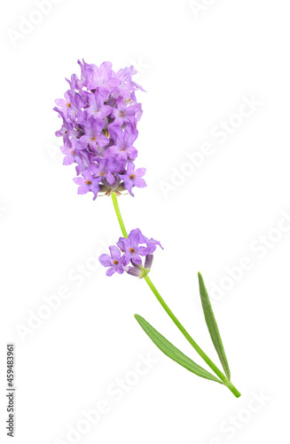 Flower violet lavender herb isolated on white background.