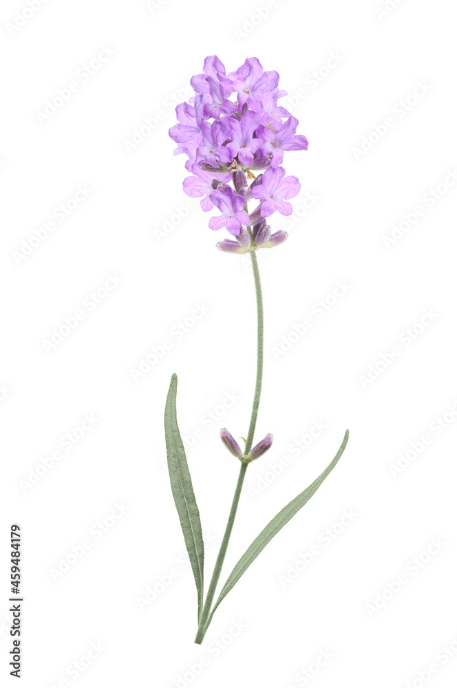Naklejka premium Flower violet lavender herb isolated on white background.