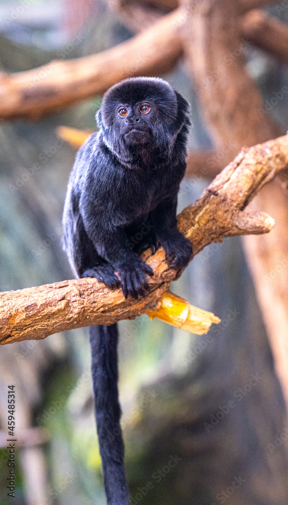 Goeldi‘s marmoset or Goeldi‘s monkey (Callimico goeldii), adult