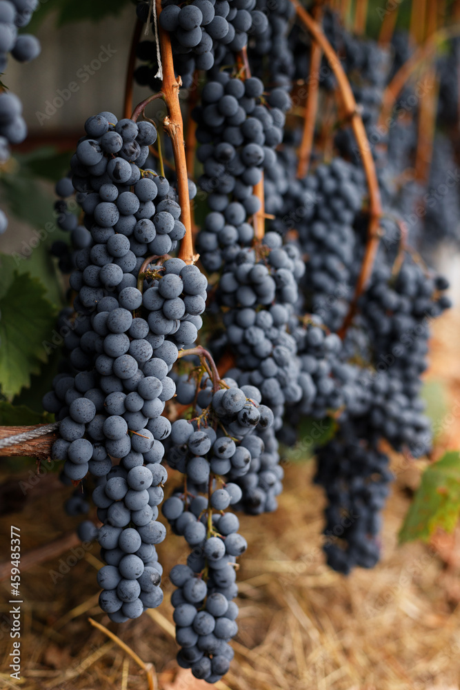blue wine grapes grow on the bushes in autumn.harvesting in autumn